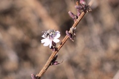 Anthophora curta