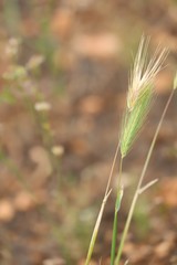 Hordeum murinum glaucum