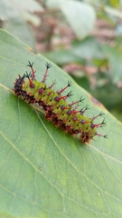 Zygaenoidea