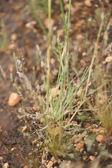 Hordeum murinum glaucum