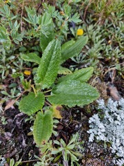 Dracocephalum grandiflorum