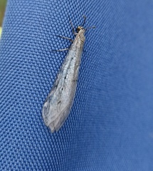 Euroleon coreanus