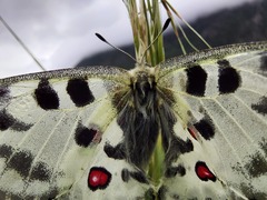 Parnassius nomion