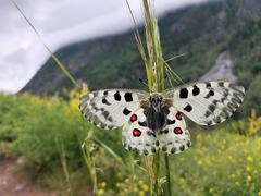 Parnassius nomion