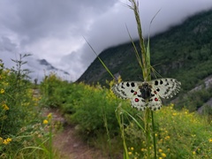 Parnassius nomion