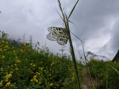 Parnassius nomion