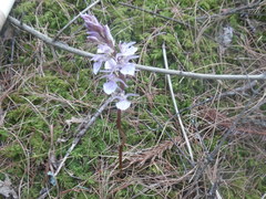 Corallorhiza macrantha