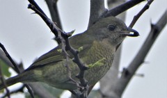 Telophorus olivaceus