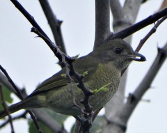 Telophorus olivaceus