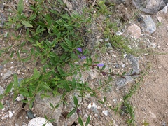 Dracocephalum peregrinum