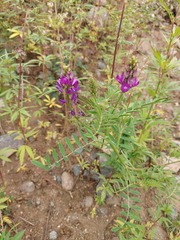 Astragalus davuricus
