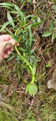 Bomarea bredemeyeriana