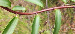 Bomarea bredemeyeriana