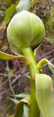 Bomarea bredemeyeriana