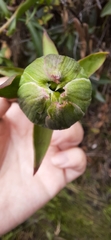 Bomarea bredemeyeriana