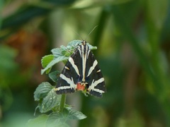 Euplagia quadripunctaria