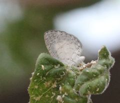 Spalgis lemolea lemolea