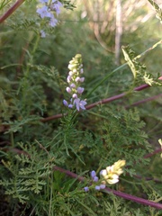 Veronica pinnata