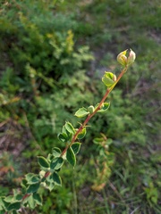 Berberis sibirica