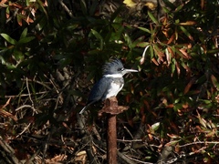 Megaceryle alcyon