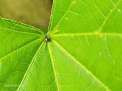 Coccinellidae