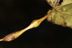 Neolasioptera vitinea