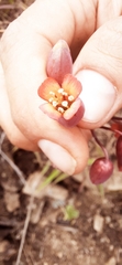 Kalanchoe rotundifolia