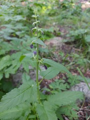 Nepeta sibirica