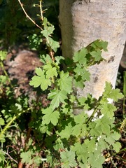 Ribes aciculare