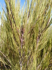 Dracophyllum acerosum