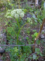 Ostericum palustre