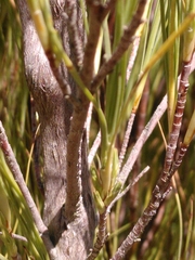 Dracophyllum acerosum