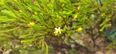 Hypericum juniperinum