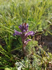 Phelipanche caesia