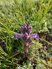 Phelipanche caesia