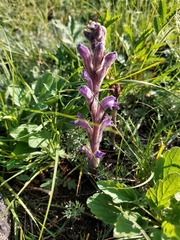 Phelipanche caesia