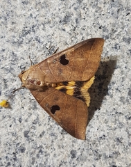 Thyas coronata