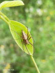 Oxyopes