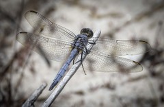 Orthetrum boumiera