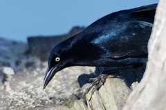 Great-Tailed Grackle photo 5