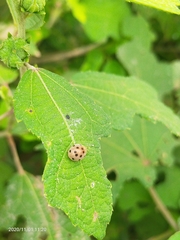 Coccinellidae