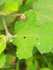 Coccinellidae