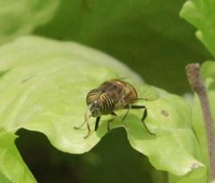 Eristalinus taeniops