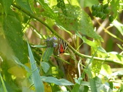 Euplagia quadripunctaria