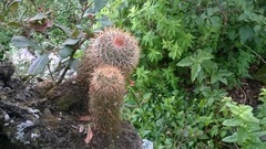 Mammillaria rhodantha
