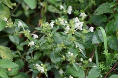 Galeopsis segetum