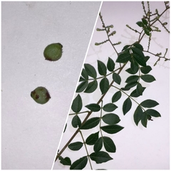 Rhus terebinthifolia