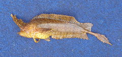 Cristiceps aurantiacus