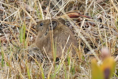 Ochotona macrotis