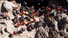 Pogonomyrmex rugosus